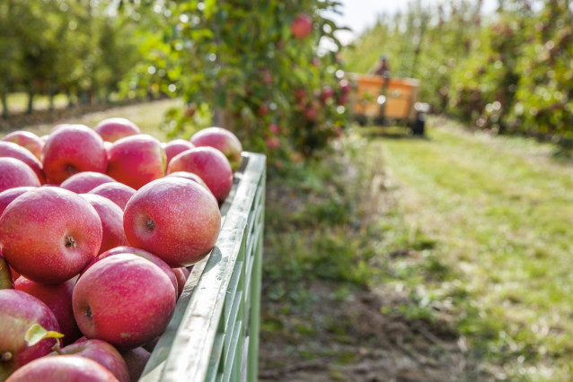 Archivo - Manzanas de Pink Lady