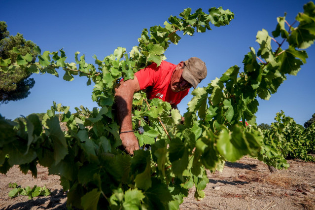 Archivo - Un trabajador recoge uvas en el campo