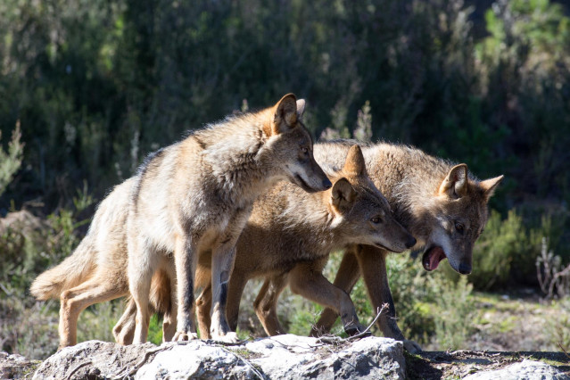 Archivo - Lobos ibéricos.- Archivo