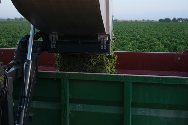 Archivo - La vendimiadora descarga las uvas en un remolque durante la vendimia de la uva Sauvignon Blanc, a 25 de agosto de 2022, en Manzanares, Ciudad Real, Castilla La-Mancha (España).