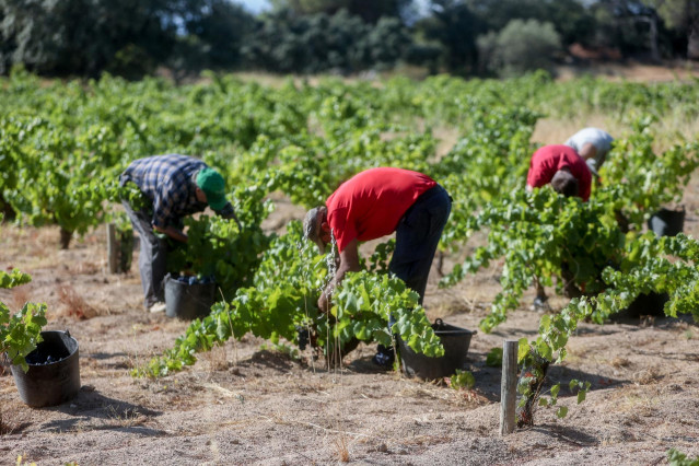 Archivo - Un trabajador recoge uvas en el campo