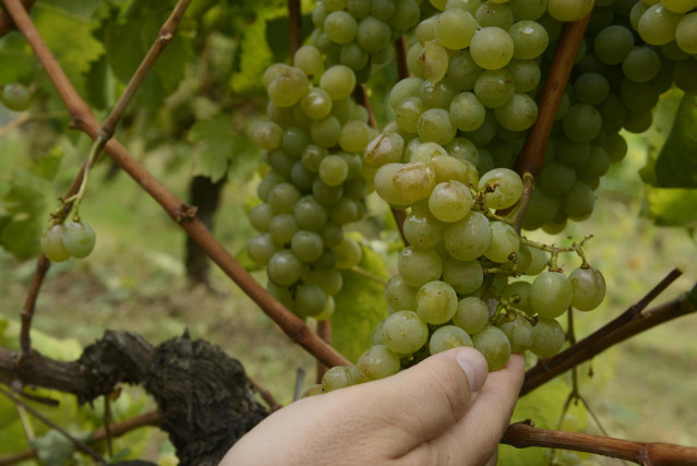 Archivo - Las uvas de un viñedo