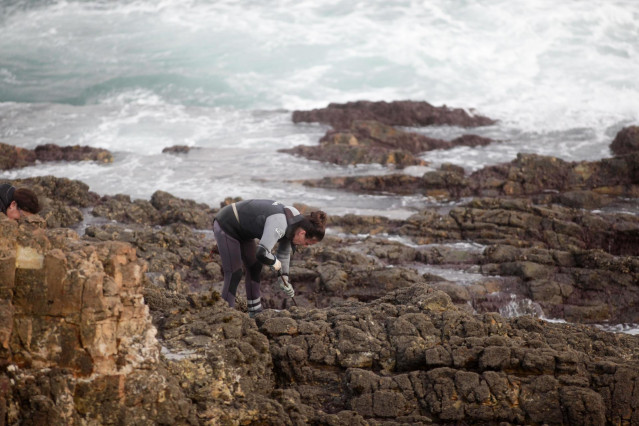 Una percebeira de Rinlo, de la Cofradía de Pescadores de Ribadeo, recoge percebes para la campaña navideña entre las rocas, a 21 de diciembre de 2022, en la parroquia de Rinlo, Ribadeo, Lugo, Galicia (España). Según las estadísticas oficiales de Pesca de