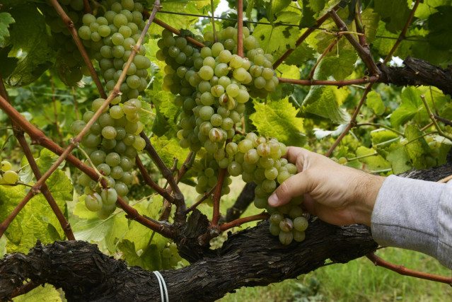 Archivo - Las uvas de un viñedo