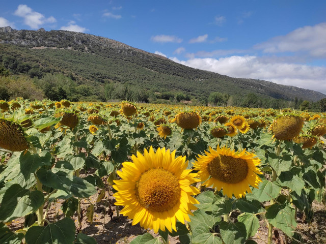 Archivo - Plantación de girasoles