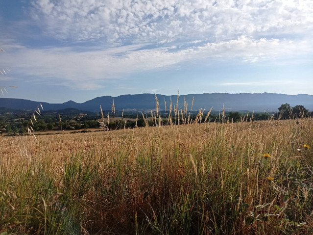 Archivo - Campo de trigo en el Valle de Tobalina (Burgos).