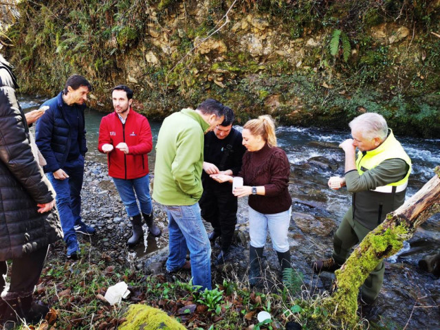 Repoblación de trucha en el río Pajares.