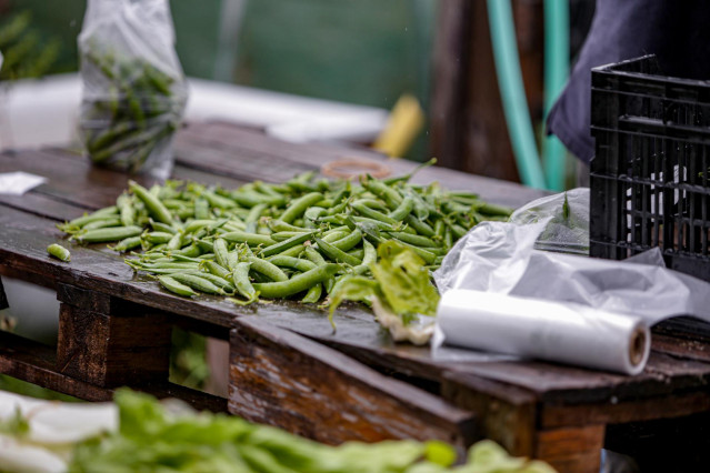 Archivo - Judías recolectadas por los voluntarios que trabajan en el Huerto Urbano Comunitario de Vicálvaro en la preparación de una cesta con productos ecológicos para la Despensa Solidaria de Vicálvaro, una iniciativa social puesta en funcionamiento por