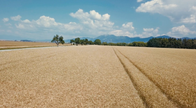 Archivo - Campo, suelo agrario