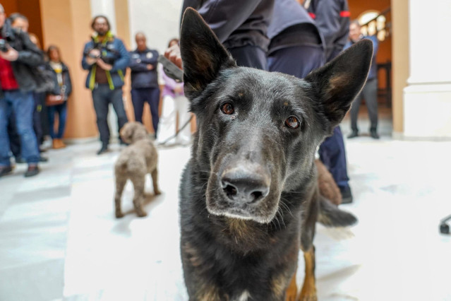 Uno de los perros que ha ido con los voluntarios de Bomberos de Sevilla en tareas de rescate por varias zonas afectada por el terremoto de Turquía