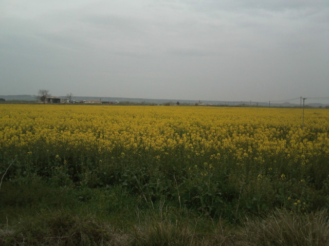 Archivo - Campo De Colza