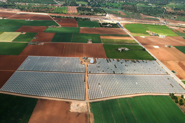 Archivo - Campo, plantaciones, agricultura, cultivo