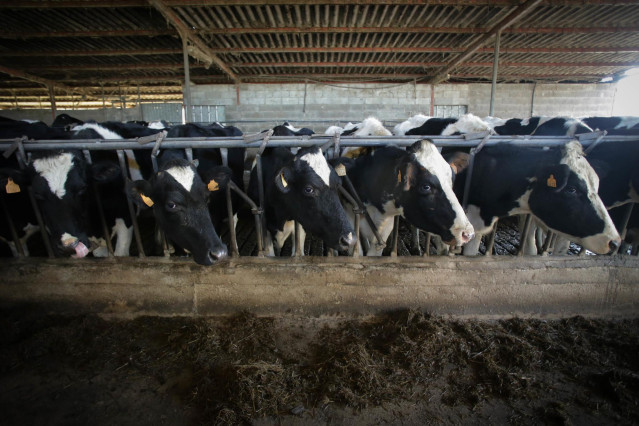 Varias vacas durante el ordeño en la ganadería