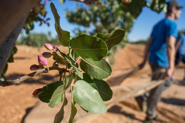 Archivo - Recogida del pistacho en una finca, a 21 de septiembre de 2022, en Ciudad Real, Castilla La-Mancha (España)