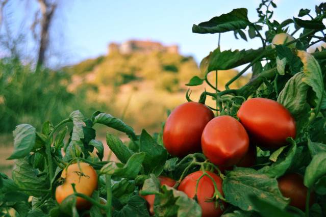 Archivo - Tomates