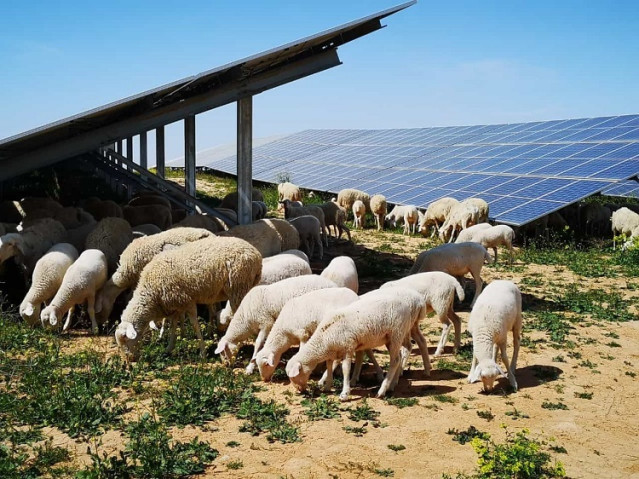 Archivo - Ovejas en la planta fotovoltaica de Campo Arañuelo III (Cáceres)