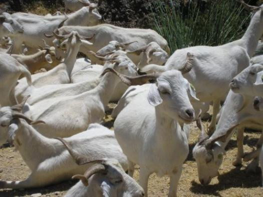 Archivo - Ganadería, cabras, explotación ganadera, animales