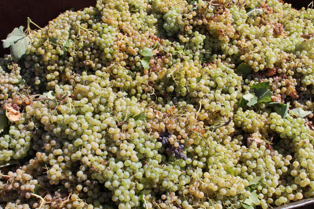 Archivo - Uvas recogidas de una cosecha durante la temporada de vendimia