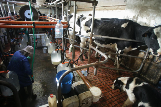 Archivo - Varias vacas durante el ordeño en la ganadería