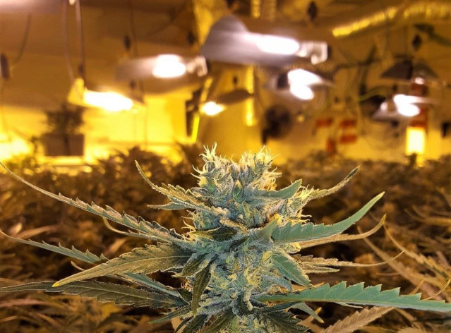 Endesa denuncia que las plantaciones de marihuana consumen de forma ilegal la misma electricidad que Sevilla