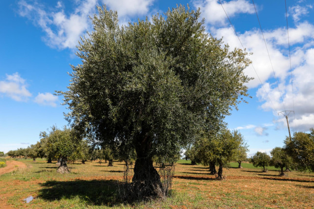 Archivo - Campo de olivos en las inmediaciones de la localidad de Campo Real, al sureste de Madrid