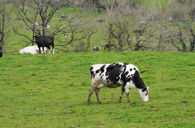 Archivo - Varias vacas lecheras pastorean en la granja