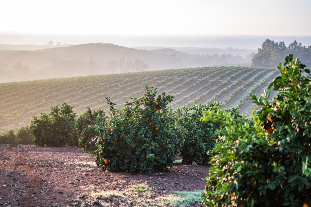 Plantación de cítricos