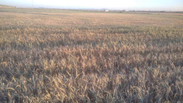 Campo