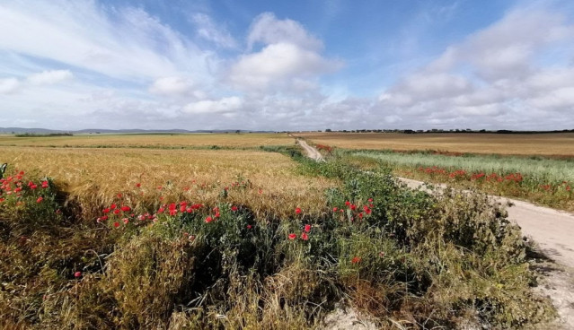 Archivo - Campo de cereal con ribazos de plantas silvestres.