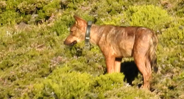 Archivo - Lobo con collar GPS.