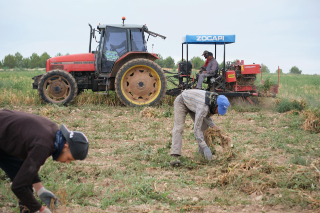 Archivo - Varios agricultores y un tractor durante la recogida del ajo morado en un campo de la cooperativa