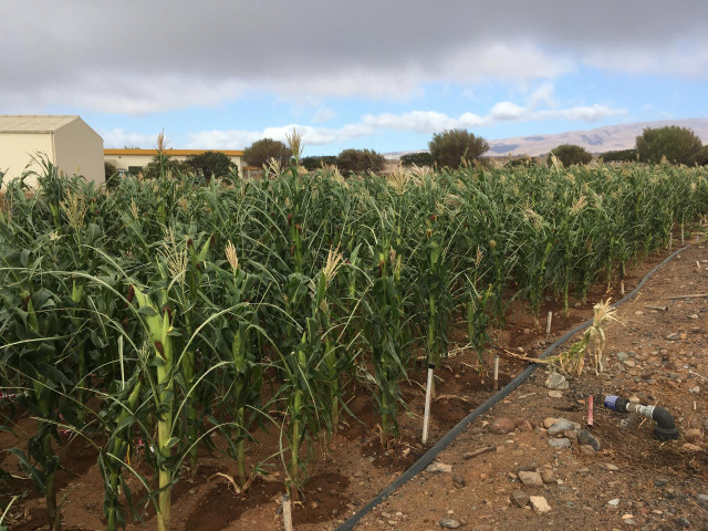 Archivo - Plantación agrícola en Canarias