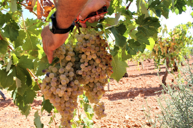 Archivo - Una persona recoge uvas de una cosecha durante la temporada de vendimia de 2021,