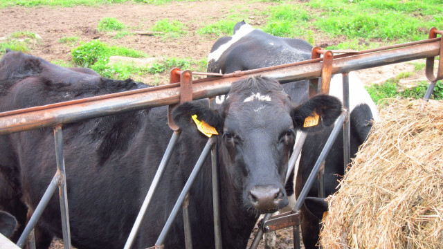 Archivo - Vacas, Ganado.- Archivo