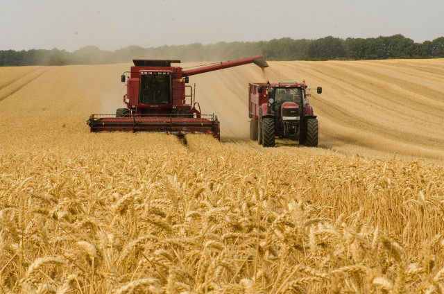 Campos de trigo.