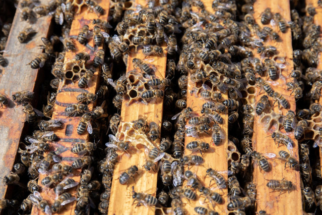 Archivo - Detalle de un colmenar de ‘La Abeja Viajera’,