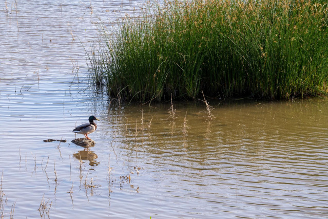 Parque Nacional de Doñana.