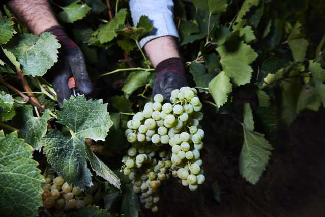 Archivo - Detalle de las manos de un vendimiador recogiendo uvas para la temporada de vendimia 2022,