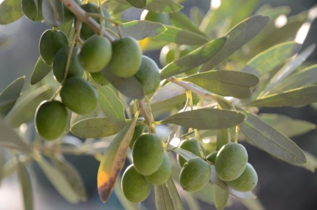 Archivo - Aceitunas.