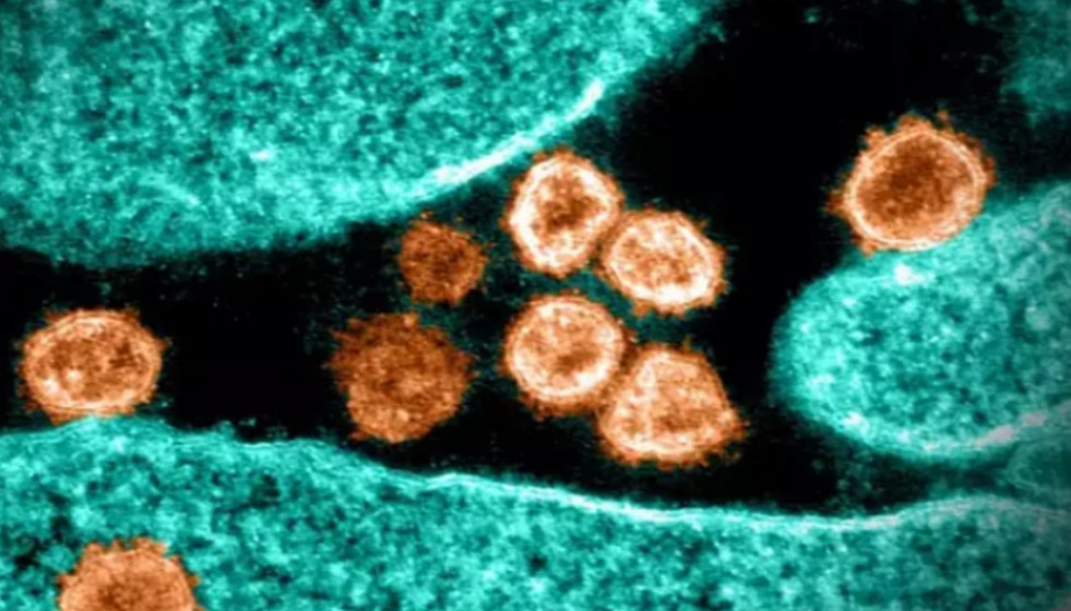 Pd antivirals
