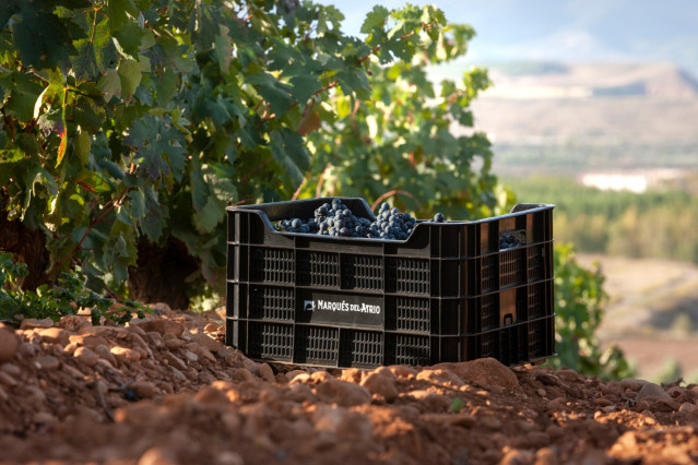 Viñedo de Marqués de Atrio