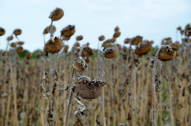 Sequía en campos de girasoles
