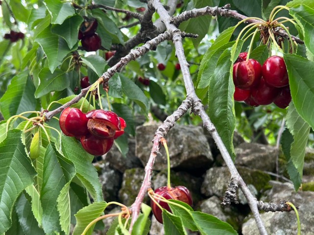 Cerezas rajadas por el exceso de lluvia en el valle del Jerte