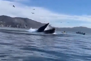 Catalunyapressballena