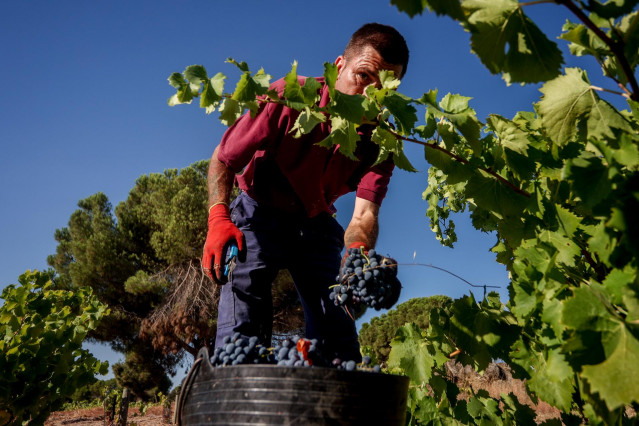 Archivo - Un trabajador recoge uvas en el campo