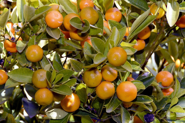 Mandarinas en el &aacute;rbol