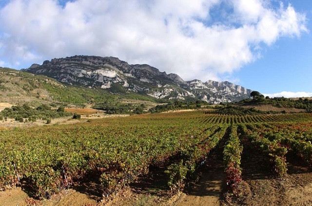 Archivo - Vi&ntilde;edos en Rioja Alavesa