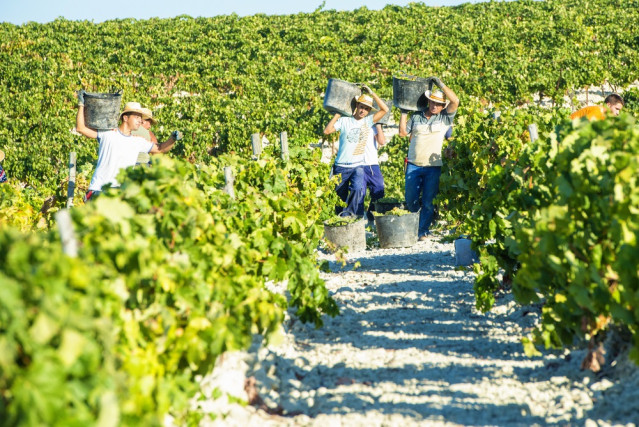 Archivo - Trabajadores vendimiando en una vi&ntilde;a del Marco de Jerez, en una foto de archivo.
