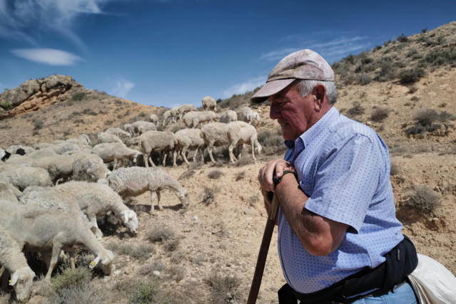 Archivo - El pastor Jos&eacute; Manuel Garc&iacute;a con sus ovejas en el campo de Belchite