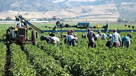 Archivo - Trabajadores en el campo.